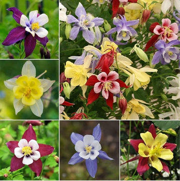 Heirloom Non-GMO Multi-Colored Columbine Flower Seeds for Planting – Vibrant Perennial Seeds