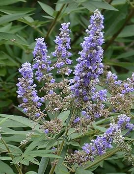 Vitex Agnus Plant Seeds for Planting â€“ NON GMO Seeds