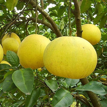 Pomelo Fruit Seeds for Gardening – 100 Pcs Seeds 100 Pcs pcs