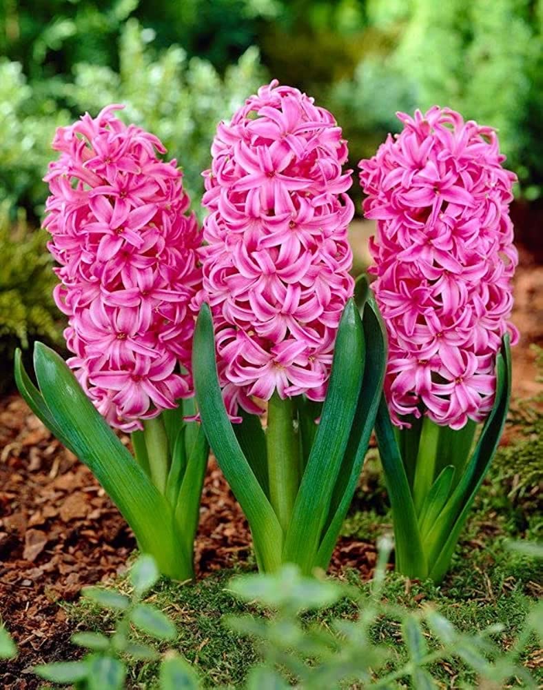 Heirloom Non-GMO Hyacinth Flower Seeds for Planting – Fragrant Spring Blooms - Non-GMO for planting in home garden
