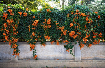 Orange Clematis Flower Seeds – Heirloom Non-GMO Climbing Blooms for Garden Fences and Arbors
