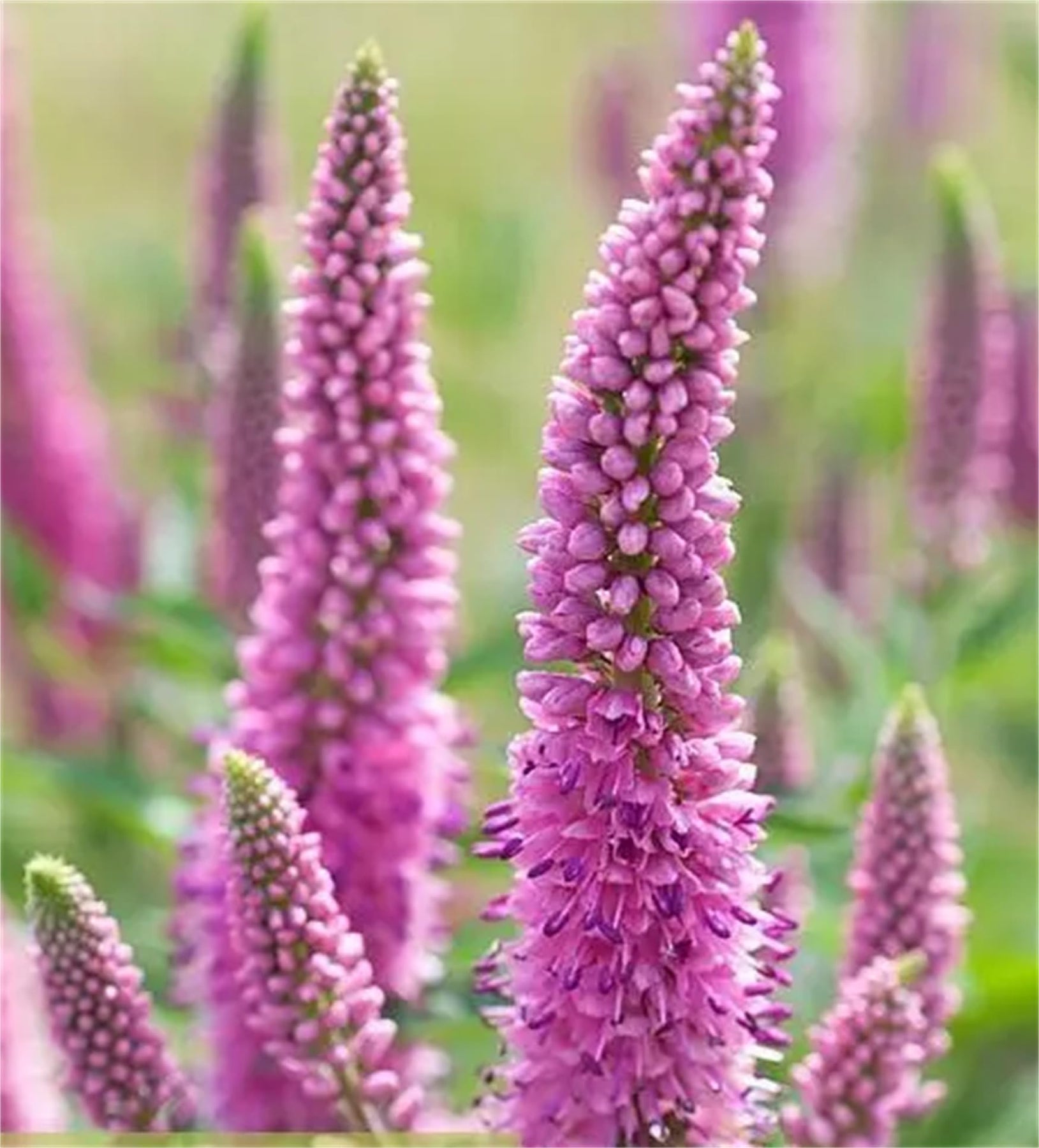 Pink Veronica Flower Seeds for Planting - 100 pcs for planting in your garden.