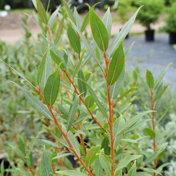 Flame Willow Plant Seeds for Planting - NON GMO Seeds