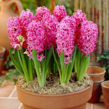 Hyacinth Flower Seeds for Planting, Pink, NON GMO Seeds