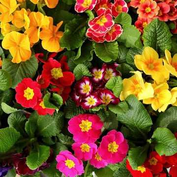 Heirloom Multi-Colored Primula Malacoides Flower Seeds – Non-GMO Vibrant Garden Blooms for Planting