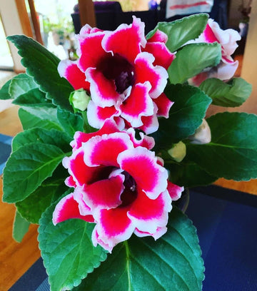 Red & White Gloxinia Heirloom Non-GMO Seeds for Planting