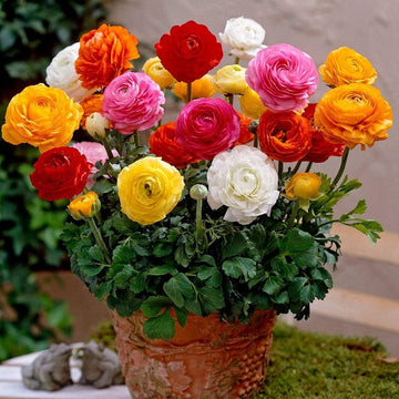 Heirloom Non-GMO Mixed Ranunculus Flower Seeds for Garden Planting – Colorful Layered Blooms