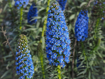 Madeira Flower Seeds for Planting, NON GMO Seeds