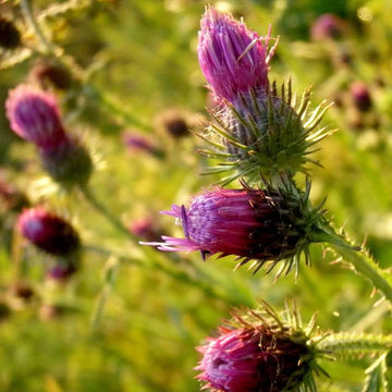 Pink Arctium Lappa Plant Seeds for Planting, NON GMO Seeds