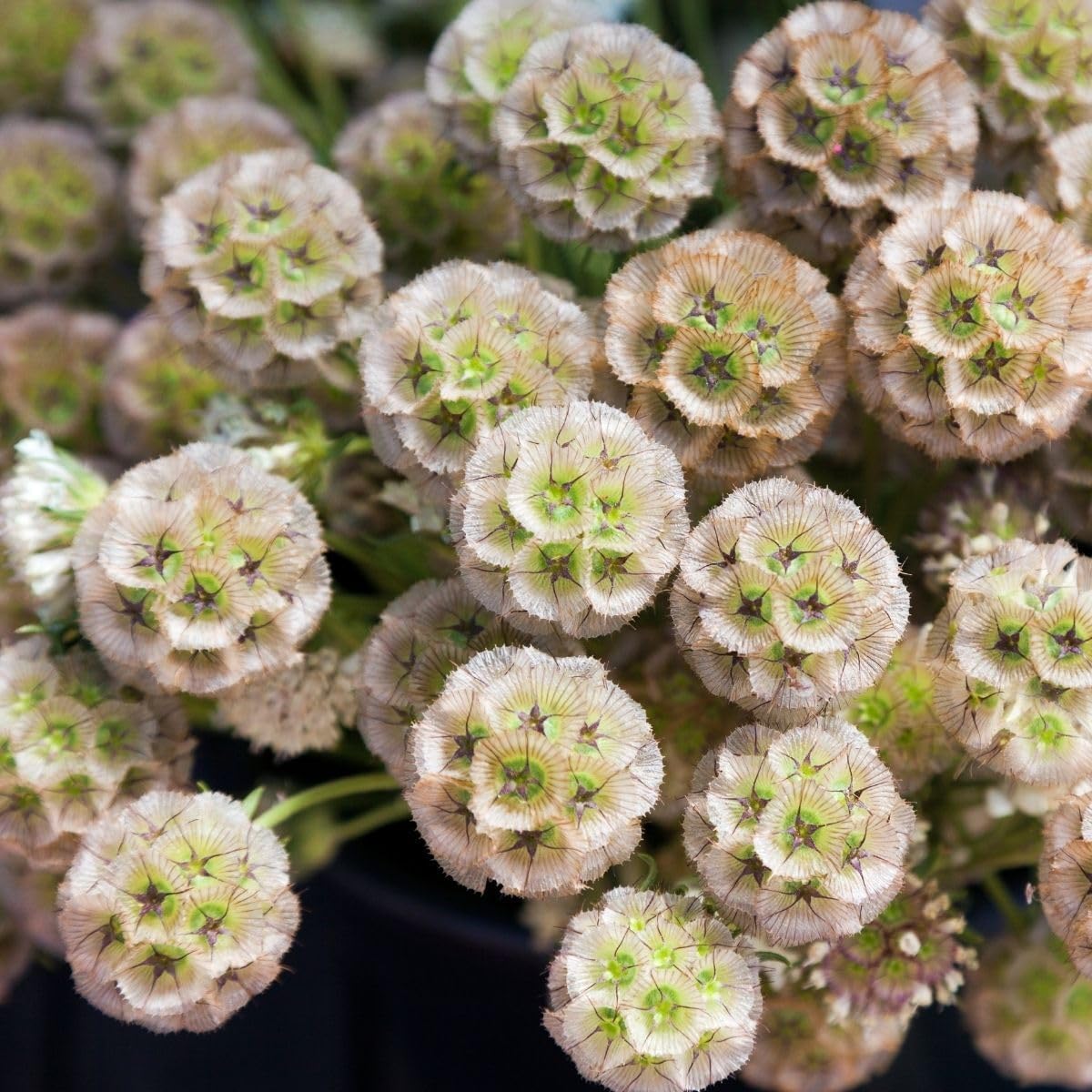 Heirloom Non-GMO Drumstick Scabiosa Flower Seeds for Planting – Unique Globe-Shaped Garden Blooms - Non-GMO for planting in home garden