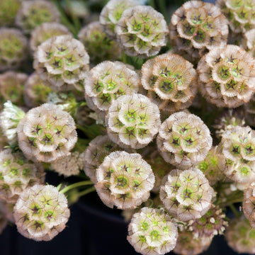 Heirloom Non-GMO Drumstick Scabiosa Flower Seeds for Planting – Unique Globe-Shaped Garden Blooms