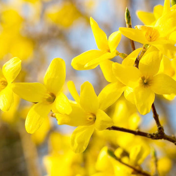Heirloom Yellow Forsythia Flower Seeds for Planting, Non-GMO, Pale Yellow Blooms