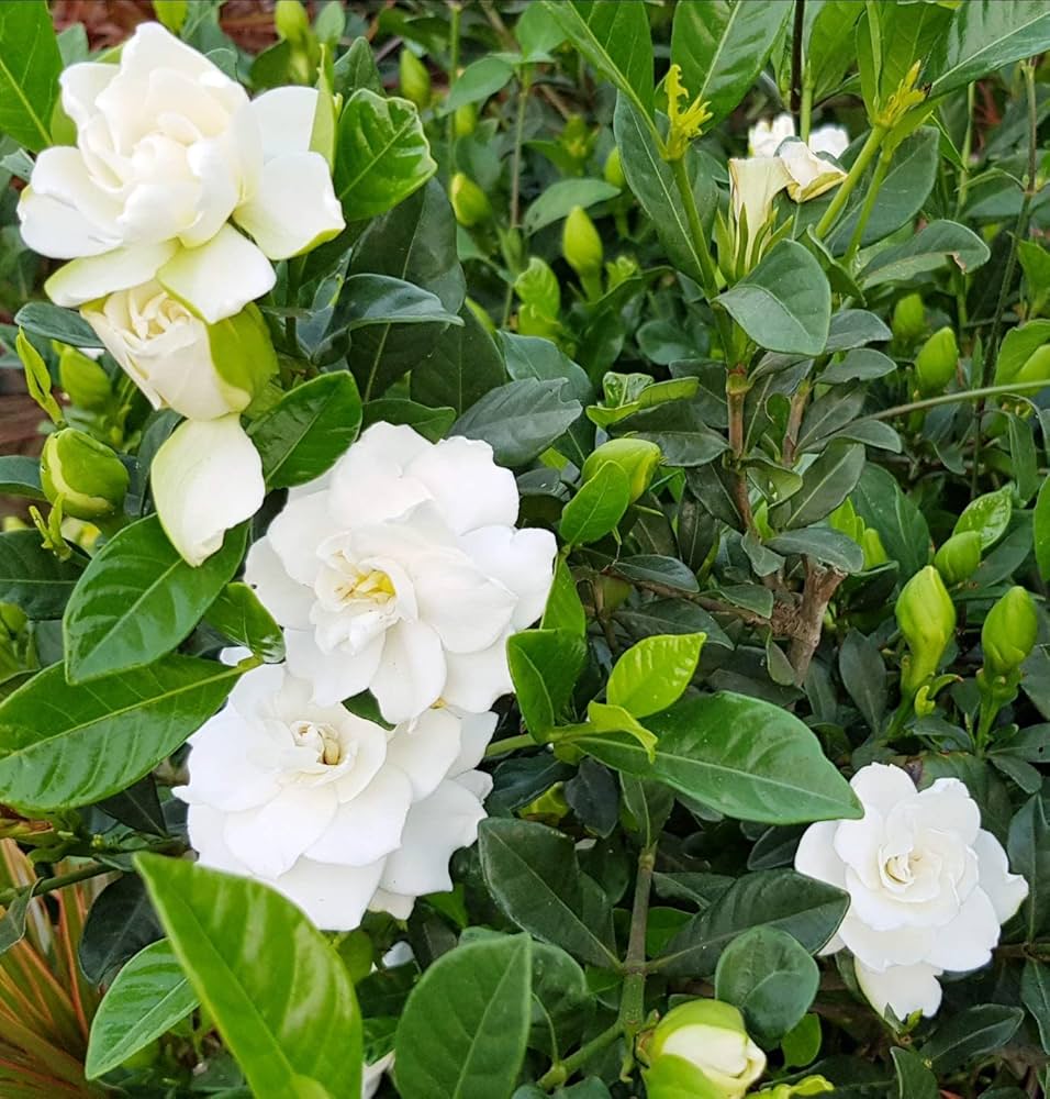 Heirloom Non-GMO Gardenia Flower Seeds for Planting – Fragrant White Evergreen Garden Blooms - Non-GMO for planting in home garden
