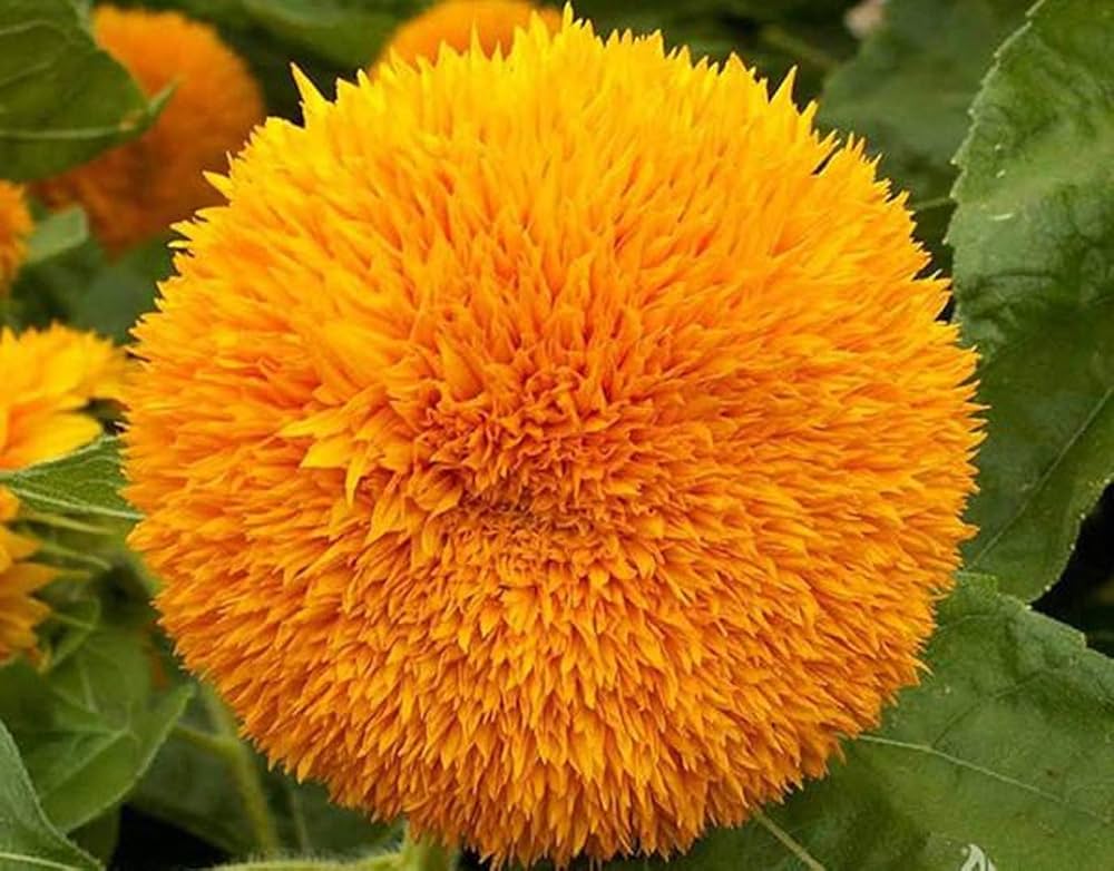 Sun Gold Helianthus Annuus Sunflower Seeds for Planting ƒ?? Bright, Easy-to-Grow Garden Blooms