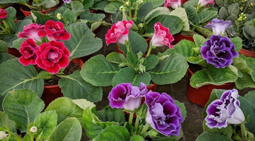 Organic Gloxinia Flower Seeds in Mixed Colors for Planting – Heirloom, Non-GMO