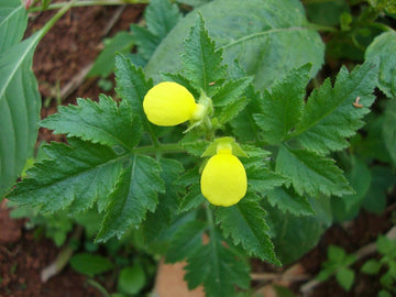 Light Yellow Calceolaria Flower Planting Seeds for Garden NON GMO Seeds