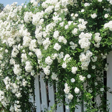 White Climbing Rose Plant Seeds - Non-GMO Heirloom Garden Seeds for Planting 100% Natural