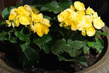 Yellow Geranium Flower Seeds 100 Pcs pcs