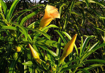 Yellow Alpine Bottlebrush Flower Seeds for Planting - 100 pcs