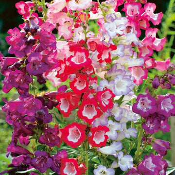 Heirloom Penstemon Flower Seeds for Garden Planting, Non-GMO, Hummingbird-Friendly Blooms