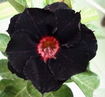Heirloom Black Adenium Flower Seeds – Non-GMO Unique Desert Blooms for Garden Planting