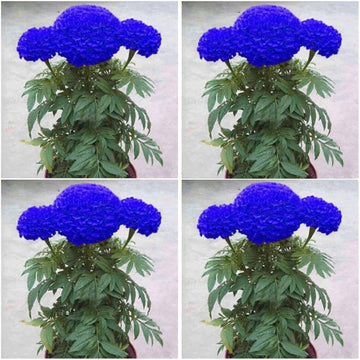 Marigold Flower Seeds 100 pc for Planting 100 pcs