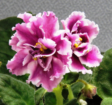 African Violet Flower Seeds Heirloom Non GMO Planting - 100 pcs