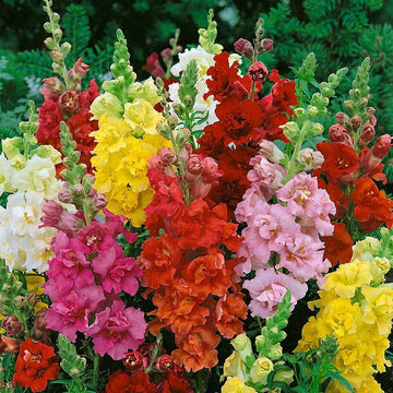 Snapdragon Flower Seeds for Planting, 100 pcs