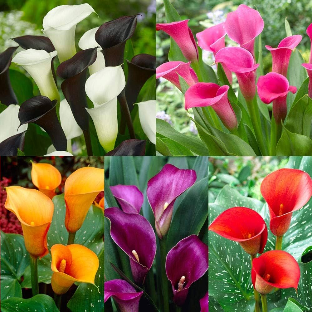 Zantedeschia aethiopica Calla Lily Mix Flower Seeds for Planting - Heirloom & NON GMO Seeds for planting in home garden