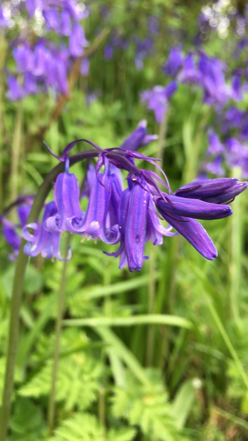 Heirloom English Bell Flower Seeds, Non-GMO Delicate Blooms for Planting - English for planting in home garden