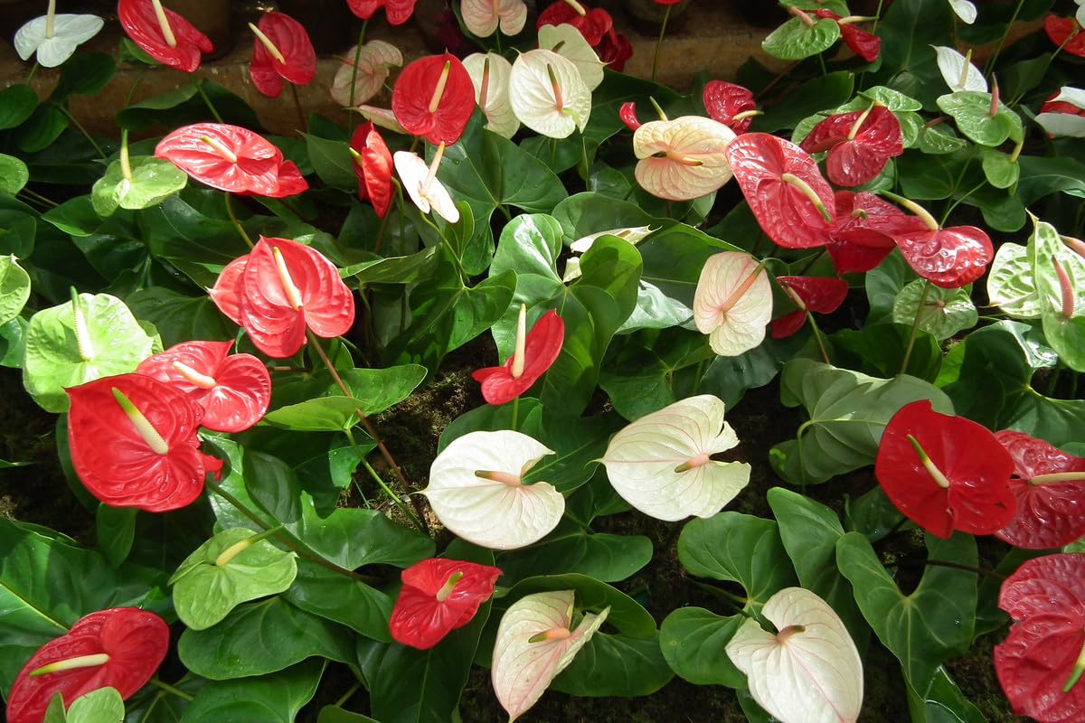 Heirloom Non-GMO Anthurium Flower Seeds | Fresh Tropical Blooms for Indoor & Outdoor Gardens seeds for planting in home garden