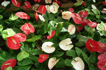 Heirloom Non-GMO Anthurium Flower Seeds | Fresh Tropical Blooms for Indoor & Outdoor Gardens