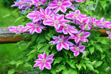 Perennial Vine Climbing Flower Seeds for Planting - NON GMO Seeds