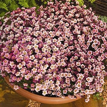 Heirloom Non-GMO Saxifraga Mossy Flower Seeds for Planting – Low-Growing Alpine Garden Blooms