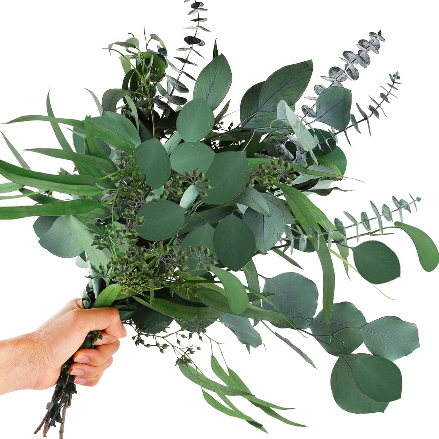 Mixed Eucalyptus Plant Seeds for Planting-Heirloom & Non-GMO Seeds for planting seeds for planting in home garden