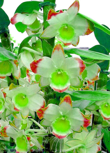 Dendrobium Green Red Orchid Seeds for Planting – Organic, Heirloom, Non-GMO