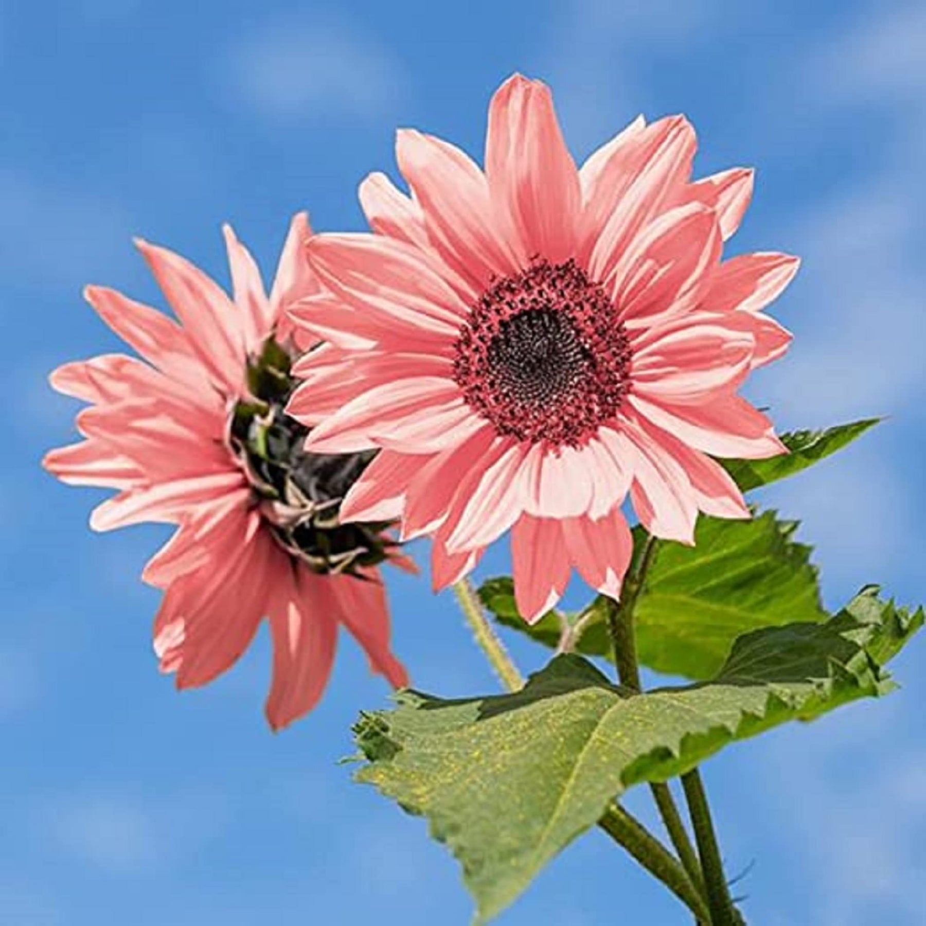 Baby Pink Sunflower Seeds for Planting â€“ Rare, Beautiful Blooms for Your Garden for planting in home garden