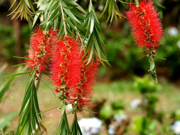 Red Callistemon Plant Seeds for Planting - 100 pcs