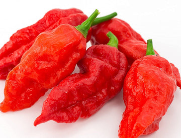 Ghost Hot Pepper Seeds for Planting heirloom & Non-GMO Seeds