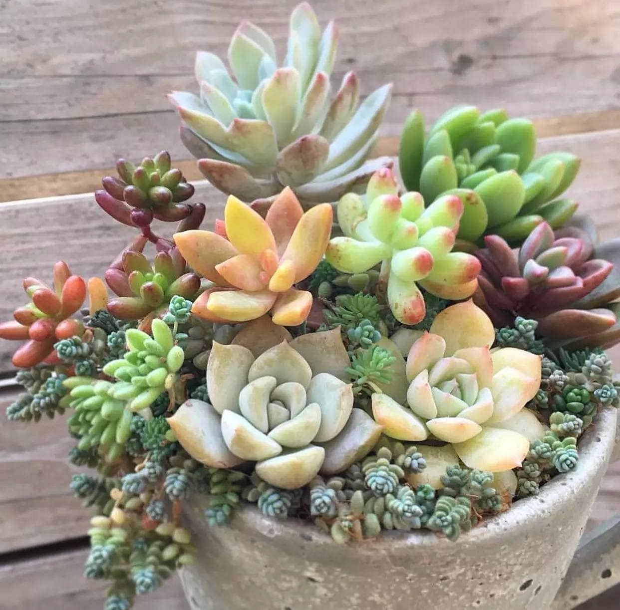 Yellow Red Heirloom Echeveria Plant Seeds, Non-GMO Rosette Succulents for Decorative Garden Planting for planting in your garden.