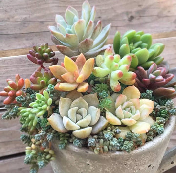 Yellow Red Heirloom Echeveria Plant Seeds, Non-GMO Rosette Succulents for Decorative Garden Planting