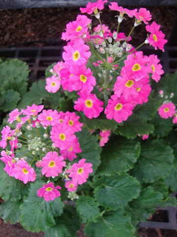 Heirloom Non-GMO Primula Malacoides Flower Seeds – Colorful Blooming Annuals