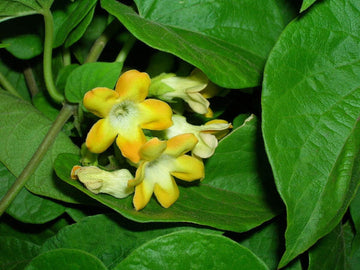 Heirloom Telosma cordata (Pakalana Vine) flower seeds â€“ nonâ€‘GMO edible vine seeds