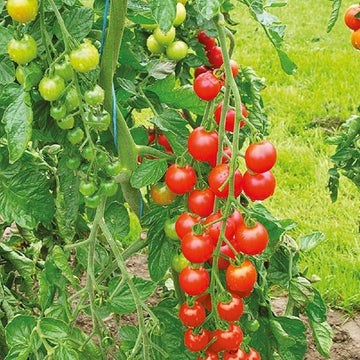 Rosalita Cherry Tomato Vegetable Seeds