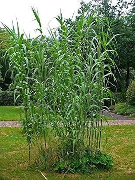 Cane reed plant seeds for cultivation