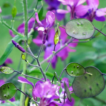 Heirloom Non-GMO Lunaria Money Plant Seeds for Planting – Violet Blooms with Decorative Seed Pods for Gardens