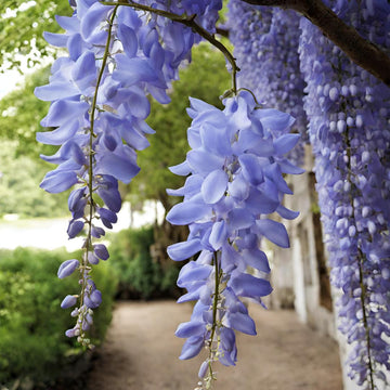 Heirloom Blue Wisteria Seeds – Non-GMO Flower Seeds for Planting