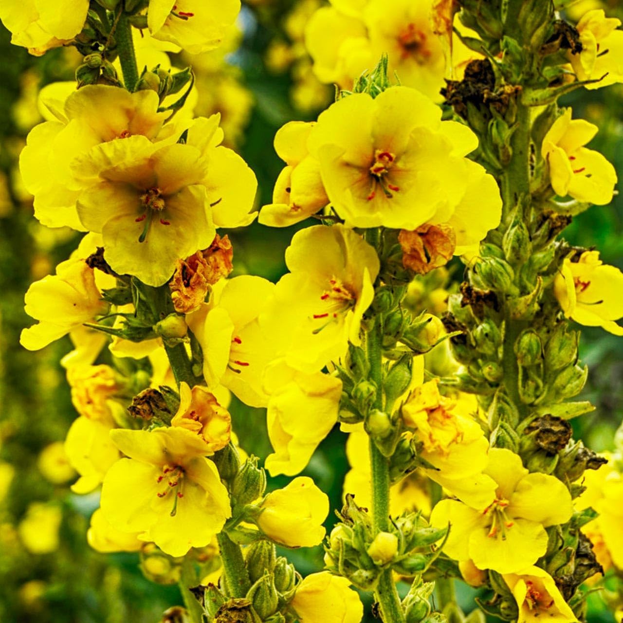 Yellow Mullein Flower Seeds for Planting- NON GMO Seeds seeds for planting in home garden
