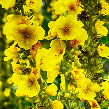 Yellow Mullein Flower Seeds for Planting- NON GMO Seeds