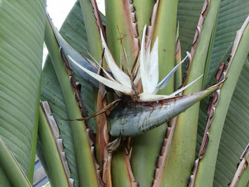 Heirloom Non-GMO White Strelitzia Reginae Houseplant Seeds for Planting ƒ?? Exotic Bird of Paradise Seeds